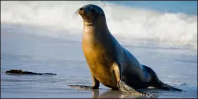 Comment s'appelle cet animal ?