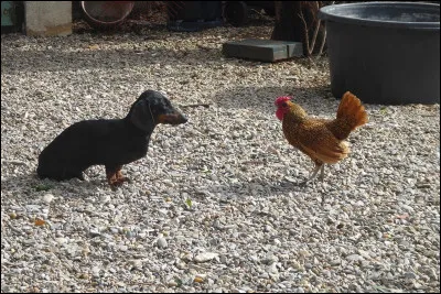 Vous avez soudain envie de ... . Vous n'avez guère envie que vous et votre ami ayez l'air de vous regarder en ... .