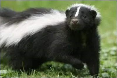 Quel est cet animal ?