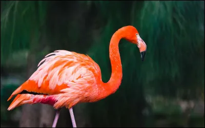 Les flamants roses vivent généralement 25 ans.