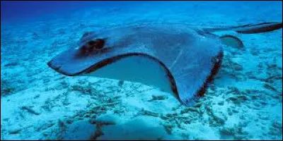 Les raies sont réparties en 17 familles.