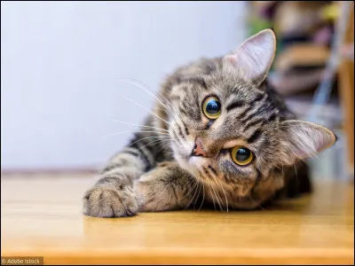 Le chat fait partie de la famille des félindés.