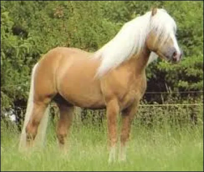 Ce cheval a une robe alezane.