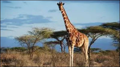 Les girafes ne sont pas des mammifères