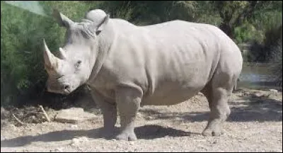 Les rhinocéros peuvent peser jusqu'à 3 tonnes.