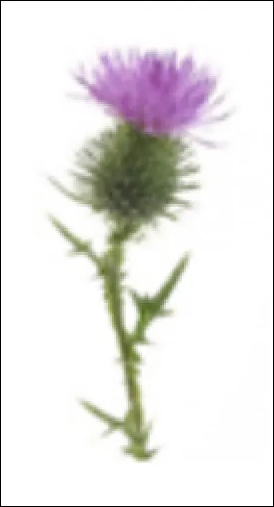 Qui a pour embl&egrave;me le chardon ?