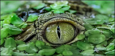 Quelle région est surnommée le crocodile des Caraïbes ?