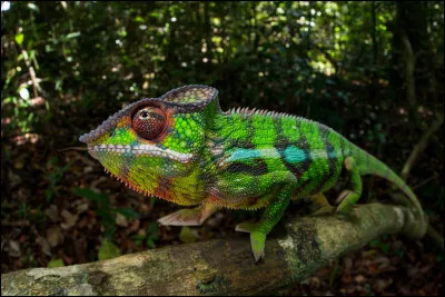 Quel est cet animal ?