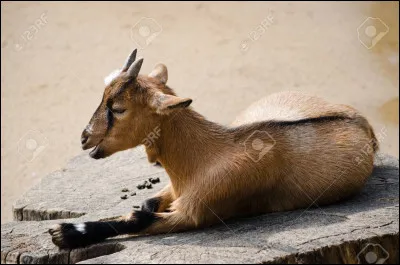 Quel est cet animal ?