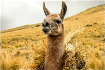 Quel est cet animal ?