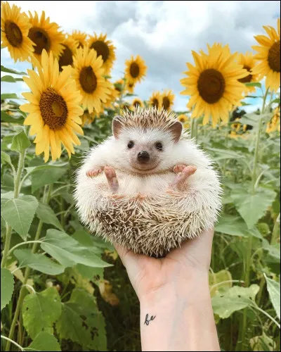 Quel est cet animal ?