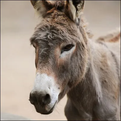 Quel est cet animal ?