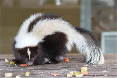 Quel est cet animal ?