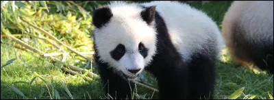 Quel est cet animal ?