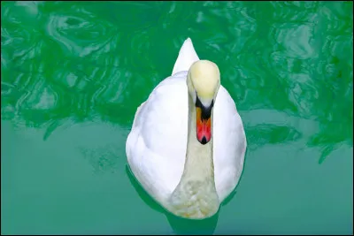 Quel est cet animal ?