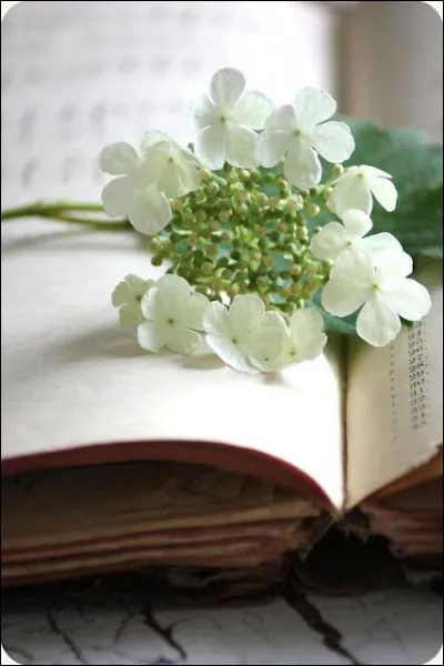 D'o&ugrave; sont "Les Demoiselles" de Georges Simenon ?