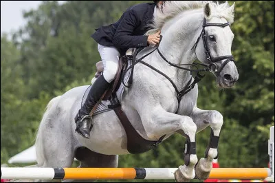En imaginant que tu étais un de ces chevaux, comment serais-tu ?