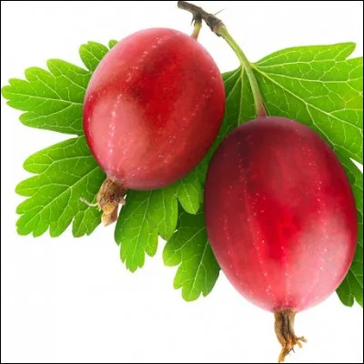 Quelle est cette variété de groseille ?