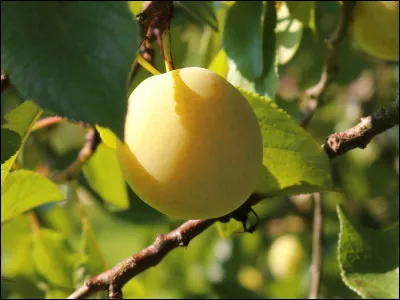 Quelle est cette variété de prune ?