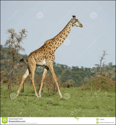 Combien de mètres mesure le cou d'une girafe ?