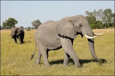 Combien de muscles possède la trompe d'un éléphant ?