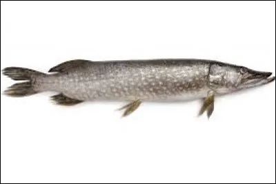 Combien de dents possède un brochet ?