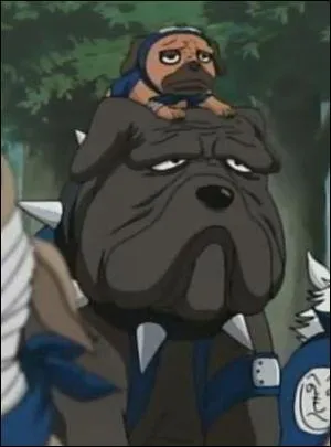 C'est un norme bulldog, il est de loin le plus gros de la meute invoqu par Kakashi et dirig par Pakkun :