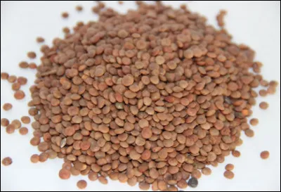 Quelle est cette variété de lentilles ?