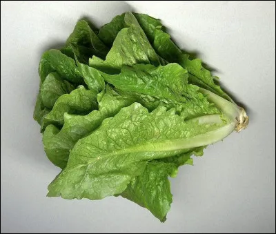 Quelle est cette variété de laitue ?