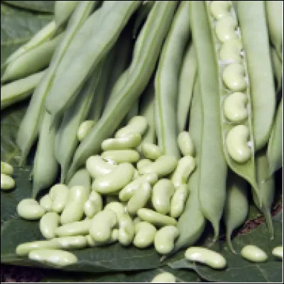 Quelle est cette variété de haricots grains ?