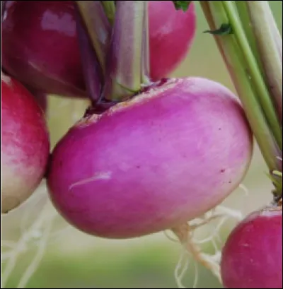 Quelle est cette variété de navet ?