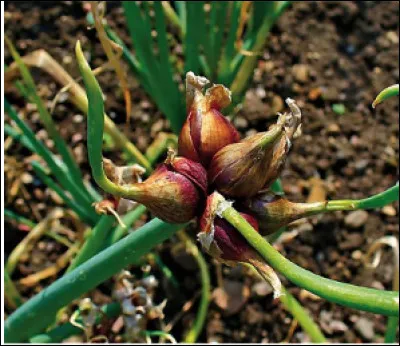 Quelle est cette variété d'oignons ?