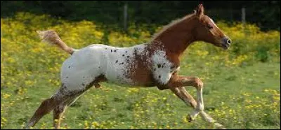 Comment s'appelle la robe de ce cheval ?