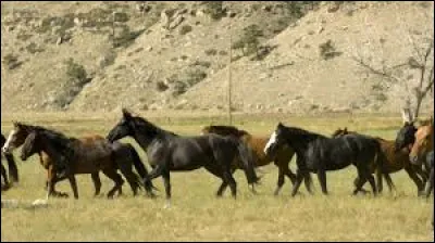 Lequel de ces noms ne d&eacute;signe pas une race de cheval revenue &agrave; l'&eacute;tat sauvage ?