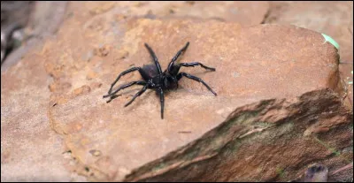 Les araignées sont ___.