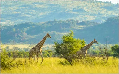 Quelle est la superficie de Lagos ?