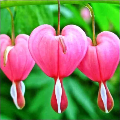 Quelle plante d'ornement aux fleurs printani&egrave;res en forme de c�ur poss&egrave;de une s&egrave;ve toxique ?
