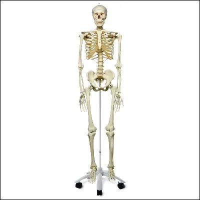 Quel os est le r&eacute;sultat de la soudure de plusieurs vert&egrave;bres ?