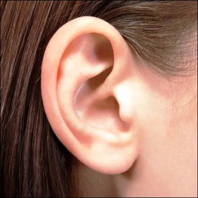 Quelle partie de l'anatomie de l'oreille est parfois appel&eacute;e lima&ccedil;on ?