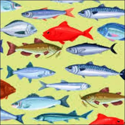 Quel poisson carnassier est appel&eacute; b&eacute;card quand il atteint une grande taille ?