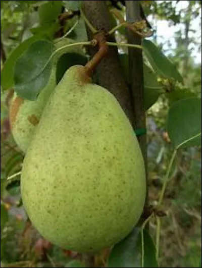 On trouve un compromis, on coupe ce fruit en deux...