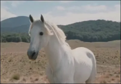 Comment s'appelle-t-il ?