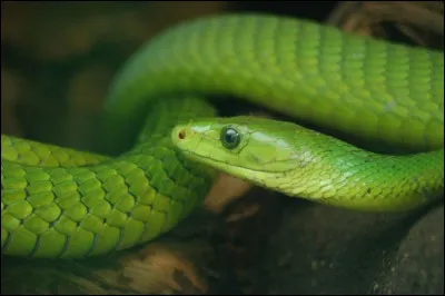 Les serpents dorment les yeux fermés. Vrai ou faux ?