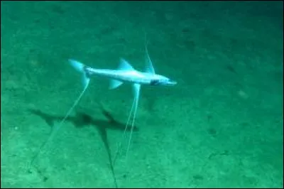 Ce poisson est un tripode et comme son nom l'indique marche avec ses trois grandes nageoires. Vrai ou faux ?