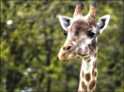 La girafe...