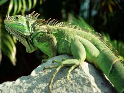 L'iguane vert passe :