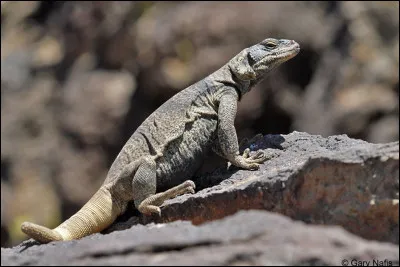 Pour faire peur à ses ennemis, le chuckwalla (oui ça existe), un lézard américain, hurle comme un loup. Vrai ou faux ?