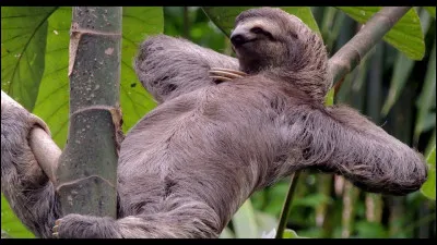 Un paresseux dort 12 heures par jour. Vrai ou faux ?