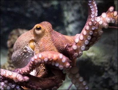Combien de cerveaux a une pieuvre ?