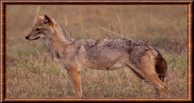 Le loup d'Arabie creuse des trous pour se rafraîchir ? Vrai ou faux ?